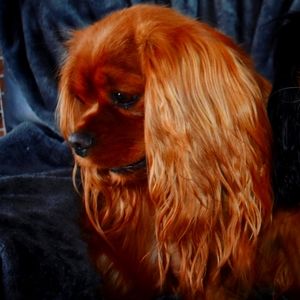 Meet your Posher, Posh